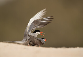 A pair of White-cheeked Terns mating at Sanad coast, Bahrain