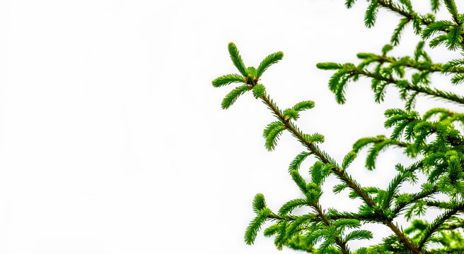 green fir branch isolated on white background