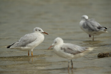 Selective focus on back, Slender-billed gull at Busaiteen coast, Bahrain