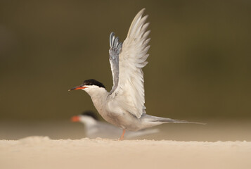 Fototapeta premium White-cheeked Tern stretching its wings at Sanad coast, Bahrain