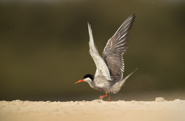 White-cheeked Tern raising its wings at Sanad coast, Bahrain