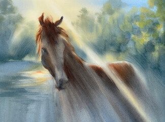 Beautiful young horse in the summer morning landscape