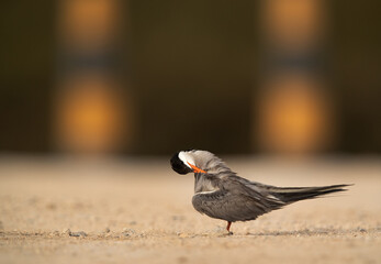 White-cheeked Tern preening at Sanad coast, Bahrain