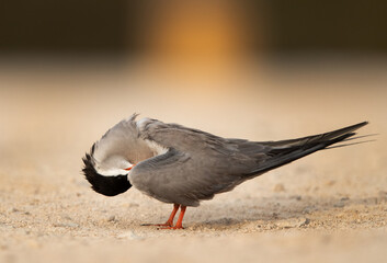 White-cheeked Tern preening at Sanad coast, Bahrain