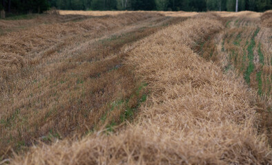 Fototapeta na wymiar Straw in the field. The field after the harvest. The chopped straw is ready to be pressed.