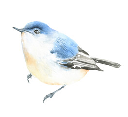 Watercolor spring blue bird illustration, american bird,  winter forest nursery decoration,wildlife,songbird isolated for greeting card, poster, invitation, baby shower, wedding,sticker, shabby chic 