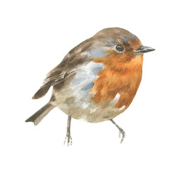 Watercolor spring robin bird illustration, american bird,  winter forest nursery decoration,wildlife,songbird isolated for greeting card, poster, invitation, baby shower, wedding,sticker, shabby chic 