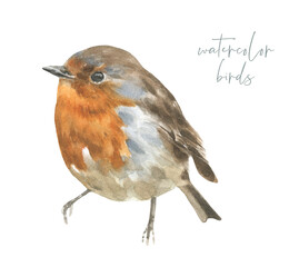 Watercolor spring robin bird illustration, american bird,  winter forest nursery decoration,wildlife,songbird isolated for greeting card, poster, invitation, baby shower, wedding,sticker, shabby chic 