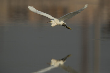 Western reef heron flying with dramatic reflection, Bahrain