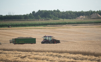 Straw in the field. The field after the harvest. The chopped straw is ready to be pressed.