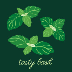 Basil herb leaves. Original, hand-drawn illustrations. Ideal for packaging, cooking, baby products, tea, healthcare, etc. Flower Basil, Ocimum Basilicum. Summer herb.