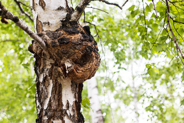 Obraz premium Close-up of burl or chaga on birch. Natural background with birch branches and copy space