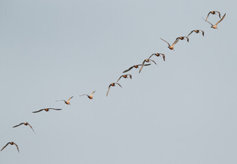 Bar-tailed Godwits flying at Maameer coast, Bahrain