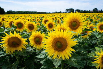 Blühende Sonnenblumen auf einen Feld, Nahaufnahme.