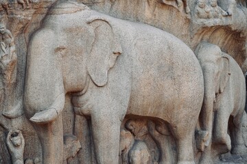 Fototapeta premium Bas relief rock cut sculptures of Elephant are carved in the monolithic granite rocks in Mahabalipuram, Tamil nadu. Ancient historical bas relief sculpture carved in the stone rock in Mahabalipuram.