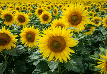Blühende Sonnenblumen auf einen Feld, Nahaufnahme.