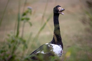 Shallow focus of a magpie goose in a field © Wirestock Creators