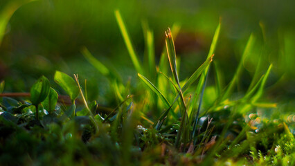 Macro d'herbes sauvages, mises en valeur par la lumière du coucher du soleil