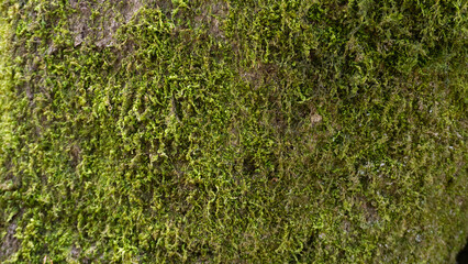 Muschio su corteccia di albero