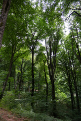 Bosco di faggi con prospettiva dal basso, Faggeta del Monte Cimino, Lazio, Italia