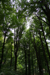 Bosco di faggi con prospettiva dal basso, Faggeta del Monte Cimino, Lazio, Italia