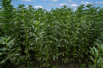 Ackerbohnenfeld - Nahaufnahme - schöne grüne, große Pflanzen.