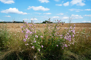 Wildblumen, blühend am Rand eines Getreidefeldes.