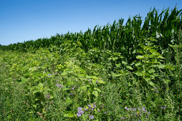 Wildblumen am Rande eines Maisfeldes.