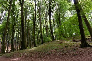Fototapeta premium Bosco di faggi, Faggeta del monte Cimino, Lazio, italia