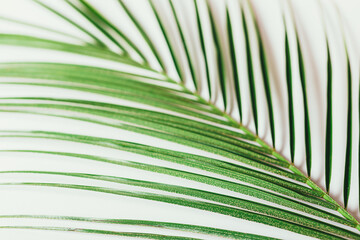 Close-up green palm leaf on white background