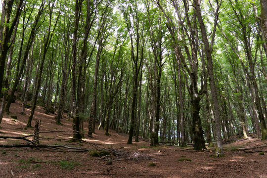 Bosco di faggi, Faggeta del monte Cimino, Lazio, italia