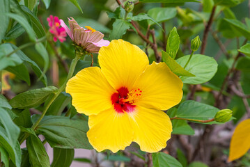 Yellow hibiscus flower with red center in garden