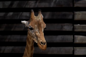 Girafe - 524301173