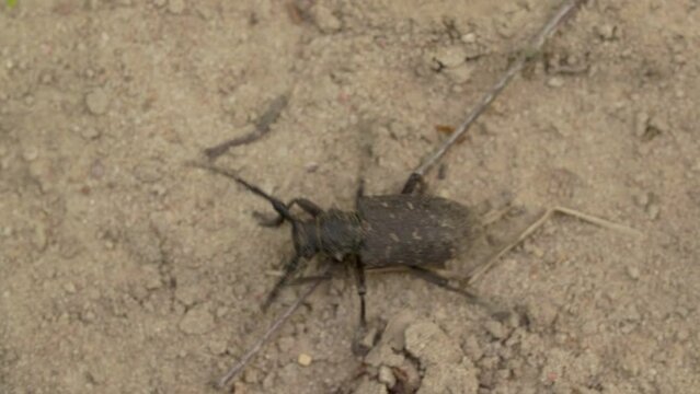 Weaver beetle Lamia textor with long horn, macro summer daylight
