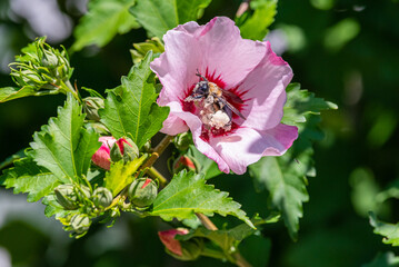 Pollen covered bumble bee crawling inside pink rose of sharon hibiscus flower - 524301307