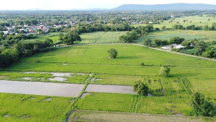 landscape with vineyard