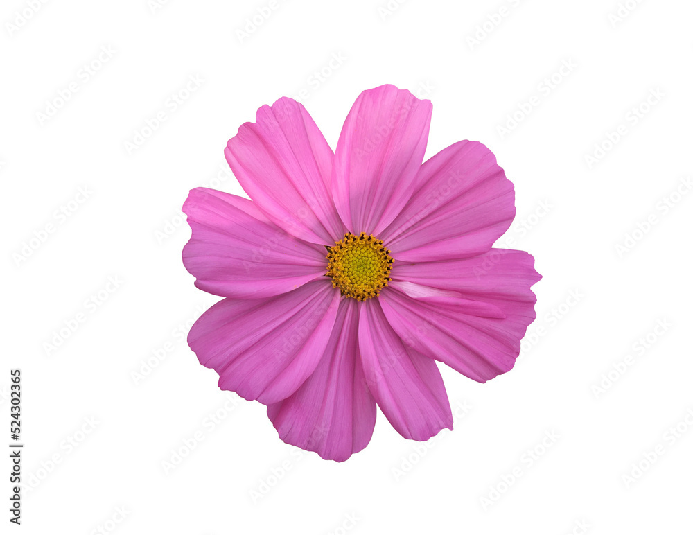 Canvas Prints isolated pink cosmos flower with clipping paths.