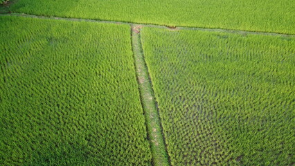 green leaf background