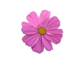 Isolated pink cosmos flower with clipping paths.