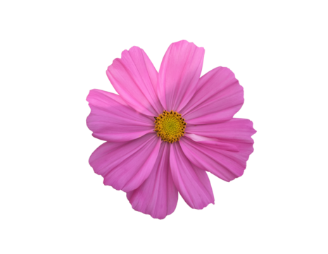 Isolated pink cosmos flower with clipping paths.