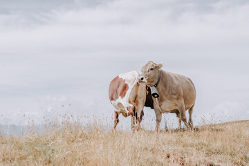 Kühe in den Dolomiten. Kühe in den Bergen. Kuh mit einer Glocke. Kühe in den Alpen. Kühe auf der Plose 7