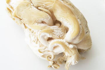 Moldy oyster mushrooms. Spoiled oyster mushroom on a white background.