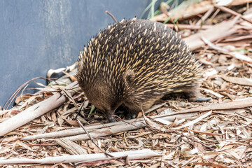 Magnificent porcupine
