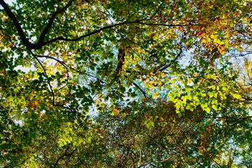 秋の日に透ける紅葉