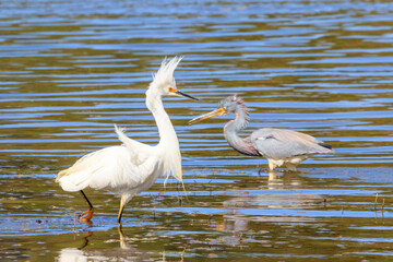 Obraz premium White and green herons