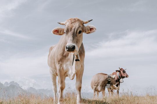 K&uuml;he in den Dolomiten. K&uuml;he in den Bergen. Kuh mit einer Glocke. K&uuml;he in den Alpen. K&uuml;he auf der Plose 3