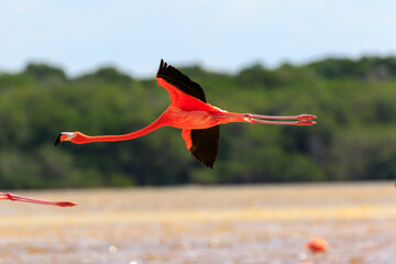 Flying pinh flamingo