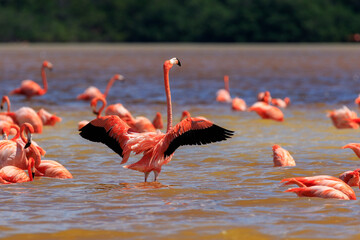 Group of flamingos at Sisal