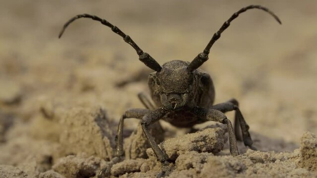 Weaver beetle Lamia textor with long horn, macro summer daylight