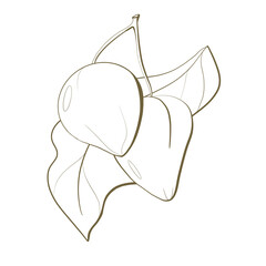 line sketch botanical illustration tropical exotic plant closeup bunhozia silvery fruit with leaves isolated on white background